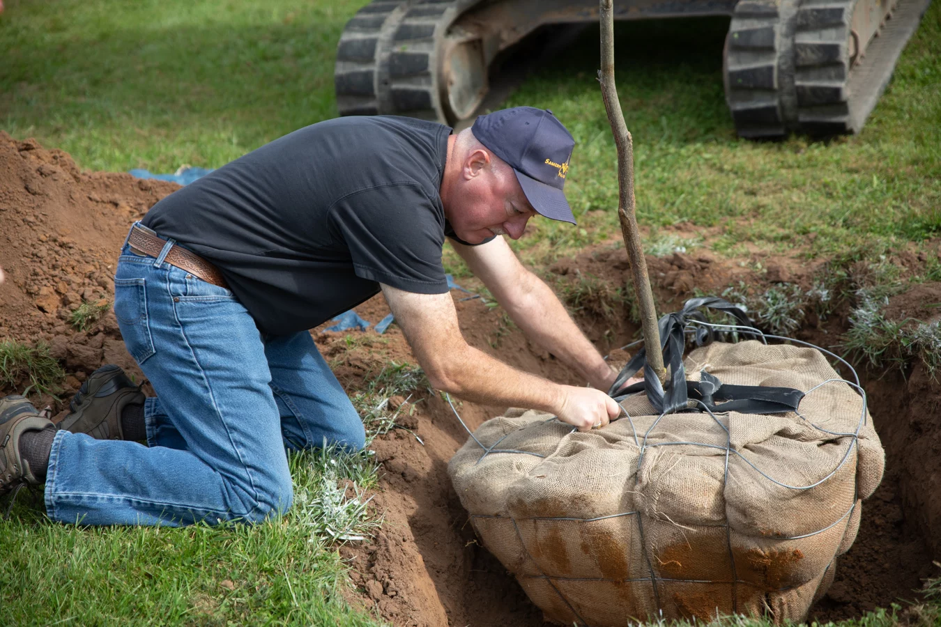 Man lowering sapling into the ground.