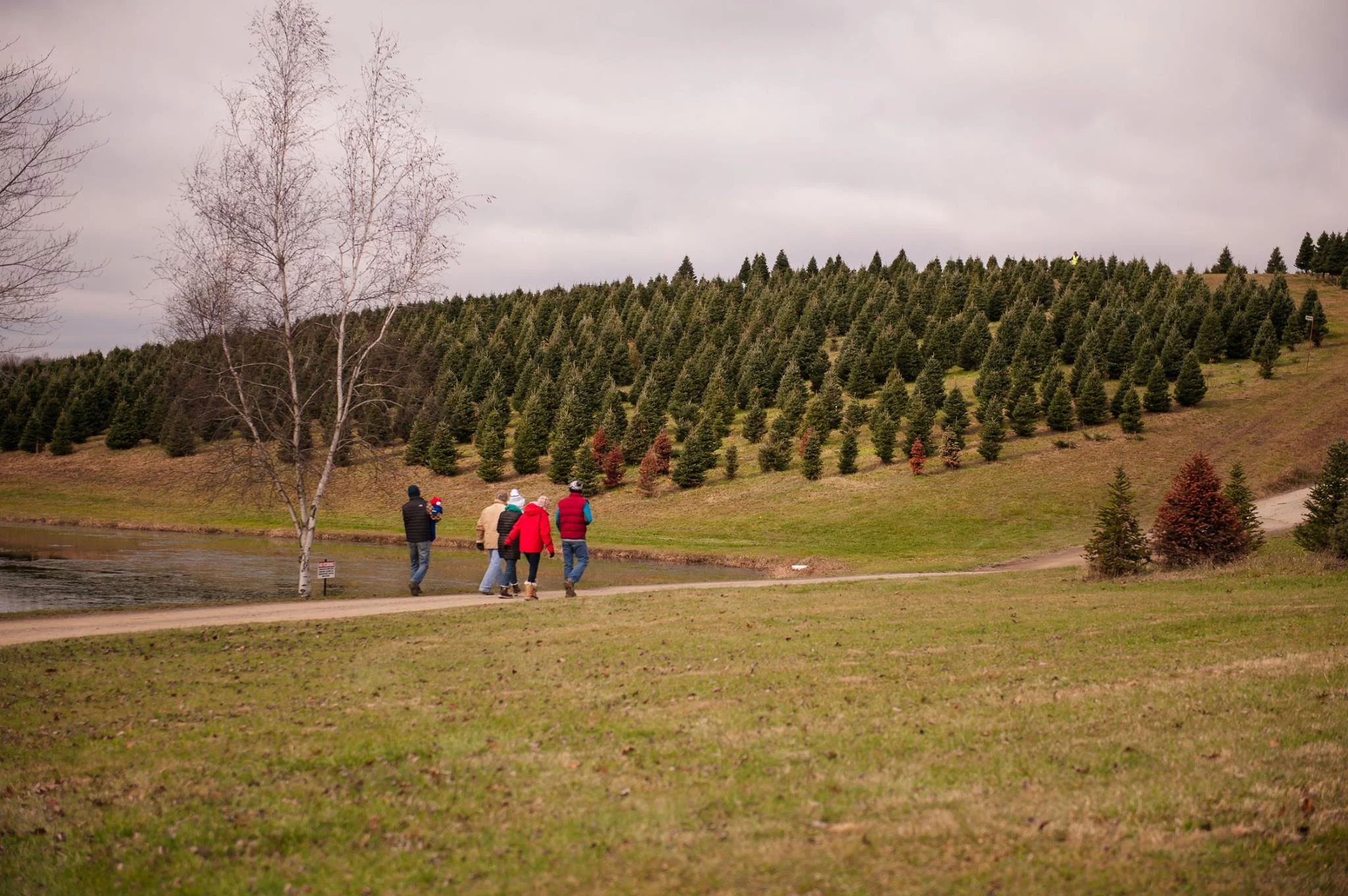 15675973_1865269663689520_6453868728363714859_o Wide view of tree farm and family dressed in coats walking towards it.