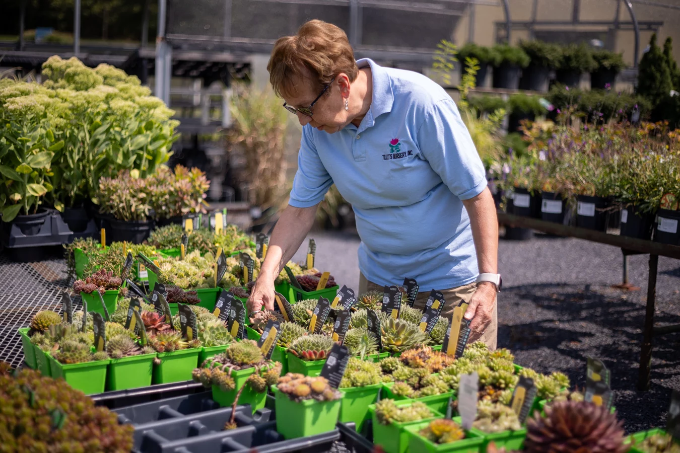 9I4A4037 Woman tending succulent plants in nursery.