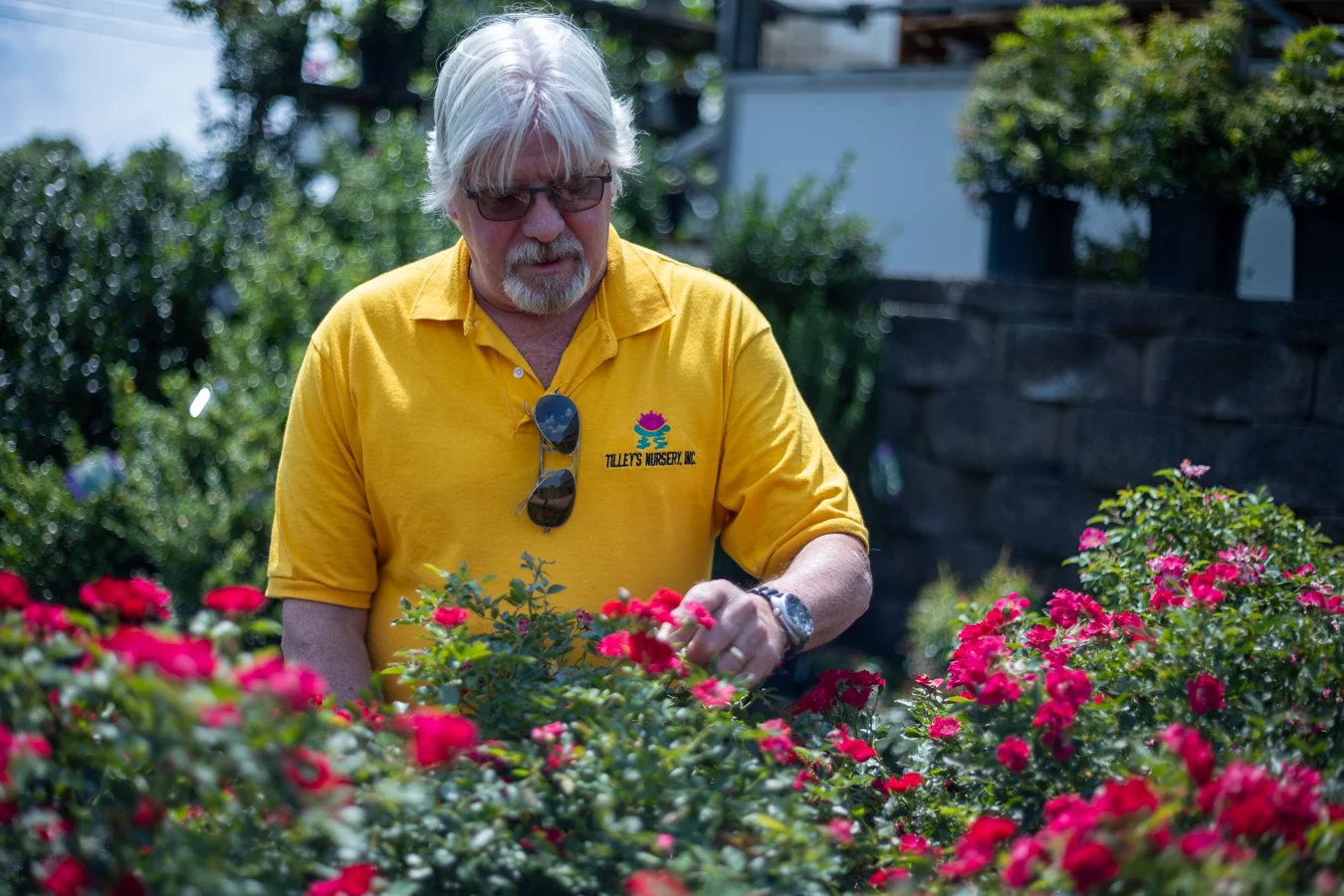 9I4A4048 Man tending plants in nursery.