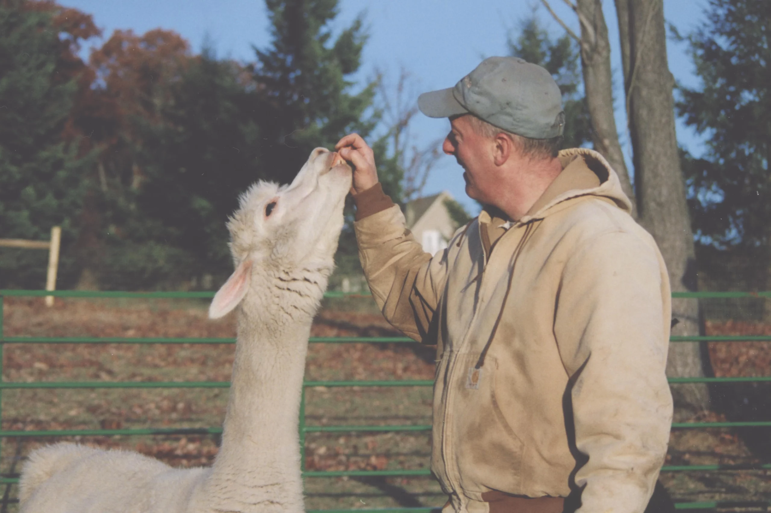Smiling man feeding alpaca outdoors.
